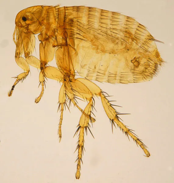 Rattenfloh der Pest