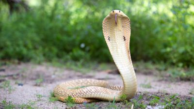 Erst Viper dann Kobra: Inder tötet Ehefrau bei zweitem Versuch mit Giftschlange