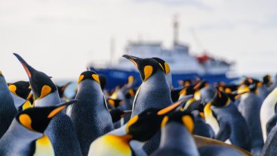 Pinguin-Guano macht Forscher high – Studie weist „hohe Mengen“ Lachgas nach