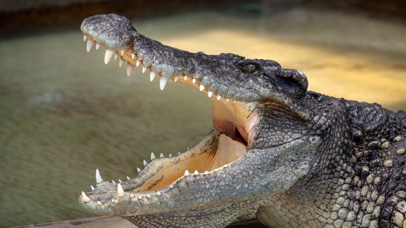 „Berliner“ Mississipi-Alligator stirbt mit 84 Jahren in Moskauer Zoo