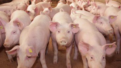 Hilferuf an die Politik: Wachsender Schweinestau droht in Tierschutzkatastrophe zu enden