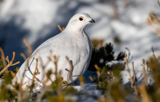 Einsparen von Energie bei Schneehühnern