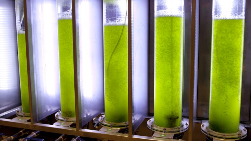 Aus Algen-Altöl: Nachhaltige Rohstoffe für „grünen“ PU-Schaum und Spezialchemikalien