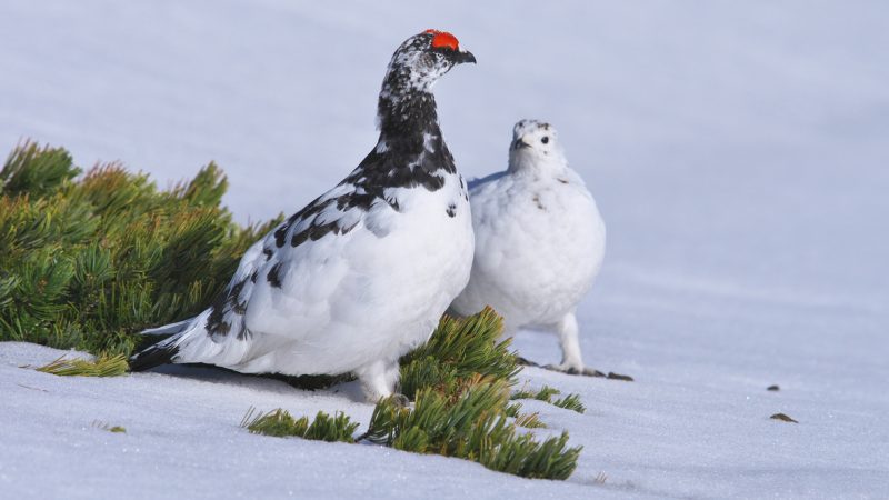 Tierische Energiespar-Meister: Schneehühner fahren Immunsystem herunter um zu überleben