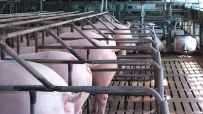 Bauernverband: Pauschales Verbot verbessert Corona-Situation in Schlachthöfen nicht