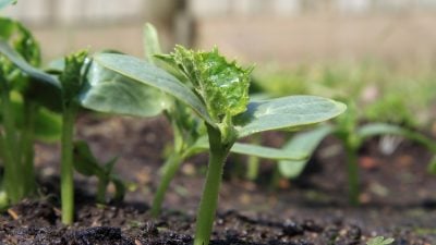 CO₂ fördert das Pflanzenwachstum. Um die Erträge zu steigern, blasen Gärtner es zusätzlich in ihre Gewächshäuser.