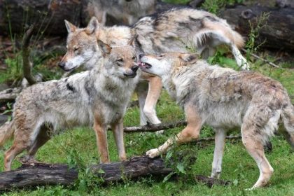Wölfe dürfen auch in Siedlungen nur mit behördlicher Genehmigung gefangen werden