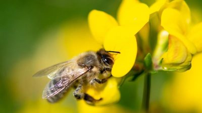 Lebensdauer von Honigbienen binnen 50 Jahren halbiert