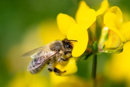Lebensdauer von Honigbienen binnen 50 Jahren halbiert