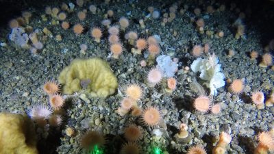 „Unbekannter als der Mars“ – Garten aus Weichkorallen in der grönländischen Tiefsee entdeckt