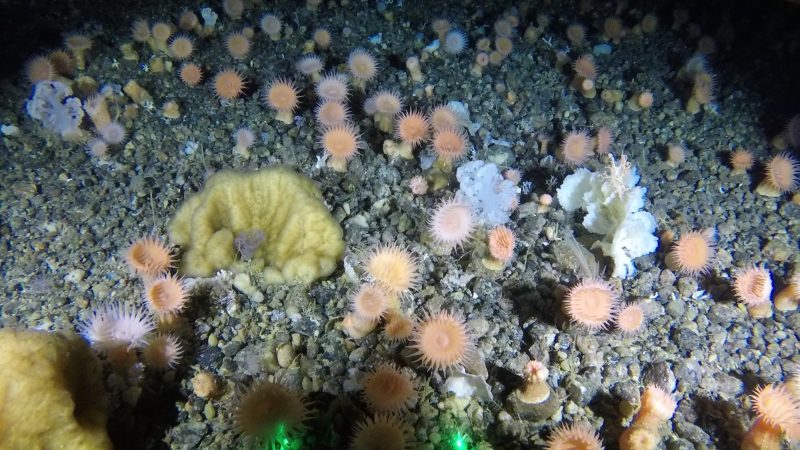 „Unbekannter als der Mars“ – Garten aus Weichkorallen in der grönländischen Tiefsee entdeckt