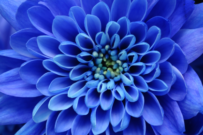 Die blaue Blume – Von Joseph Freiherr von Eichendorff