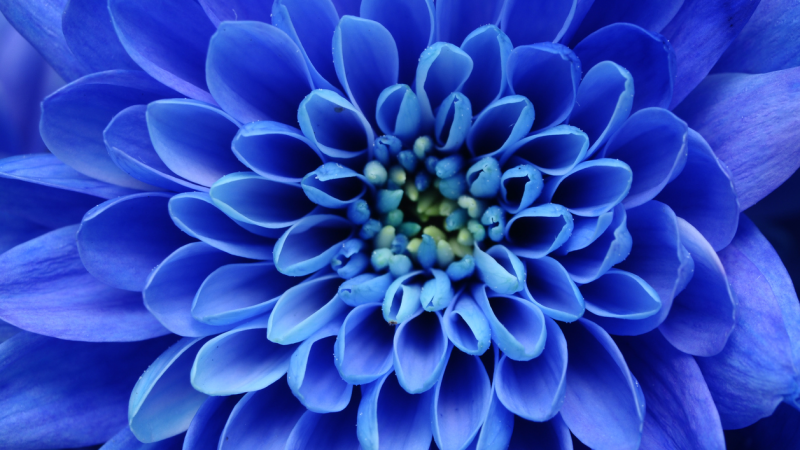 Die blaue Blume – Von Joseph Freiherr von Eichendorff