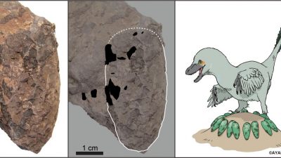 Fenster in die Kreidezeit: Winzige Dinosaurier-Eier geben Einblick in urzeitliches Ökosystem