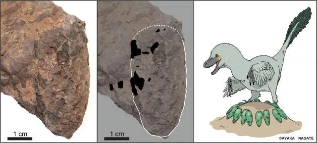 Dinosauriereier aus Japan