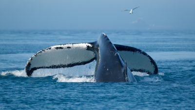 Kanada: Wal verirrt sich in Gewässer von Montréal