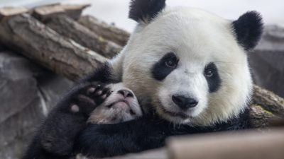 Genug von der Ausgangssperre: Panda büxt aus Gehege im Kopenhagener Zoo aus