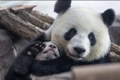 Genug von der Ausgangssperre: Panda büxt aus Gehege im Kopenhagener Zoo aus