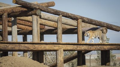 Früherer Privatzoo des „Tiger King“ geht an Erzfeindin Carole Baskin