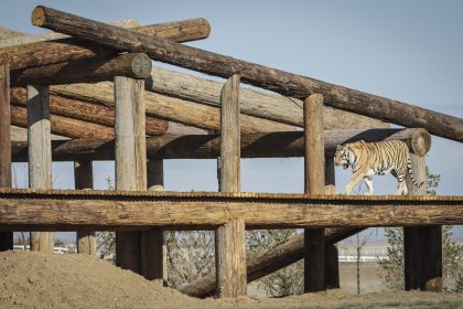 Früherer Privatzoo des „Tiger King“ geht an Erzfeindin Carole Baskin