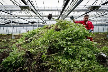 Sechs mutmaßliche Drogenhändler in Berlin und Sachsen-Anhalt festgenommen