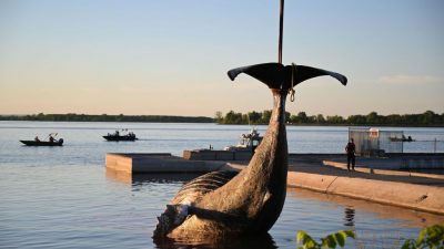 Kanada: Wal nahe Montréal wahrscheinlich durch Schiffskollision getötet