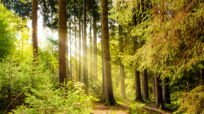 Forstwissenschaftler kritisiert NRW-Landesregierung scharf – Insolvenz von Waldbauern befürchtet