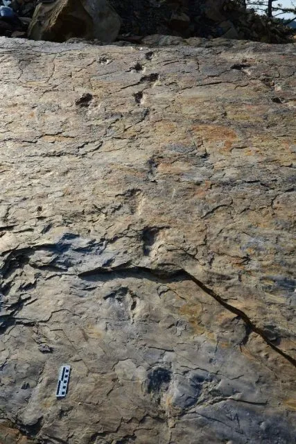 Zweibeinige Krokodile Fußspuren
