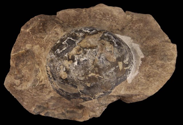 Fossiles Ei eines Mosasauriers aus dem heutigen Argentinien.