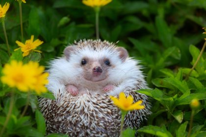 Lebensgefahr für Wild- und Heimtiere durch Mähroboter: Tipps für einen tierfreundlichen Garten