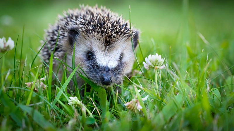 Wettlauf gewonnen: Igel ist Gartentier des Jahres 2020