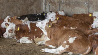 Schlachthof-Schließungen: Landwirte bleiben auf Vieh sitzen  – Klöckner rät: „Stall nicht ganz voll zu machen“