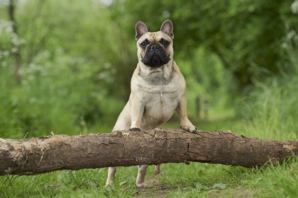Tierhandel: Ukrainische Airline suspendiert Manager nach Fund von 38 toten Hundewelpen