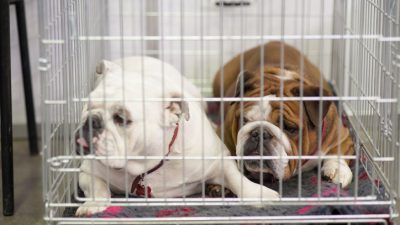 Junge französische Bulldoggen: 38 tote Welpen in Flugzeug in Kanada entdeckt