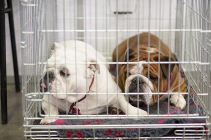 Junge französische Bulldoggen: 38 tote Welpen in Flugzeug in Kanada entdeckt