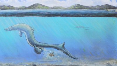 Mysteriöses Fossil aus der Antarktis – Wissenschaftler lüften Geheimnis von „dem Ding“