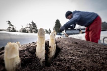 Spargelbetriebe vor dem Aus: Kleine Ernte, teure Erntehelfer und viele Großkunden fallen weg