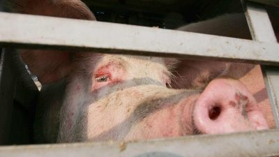 Chinas großer Schweine-Sprung nach vorn – 200 Millionen Tiere geplant