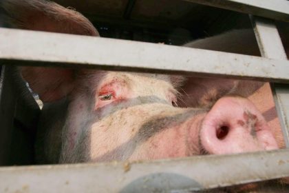 Chinas großer Schweine-Sprung nach vorn – 200 Millionen Tiere geplant