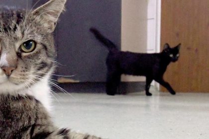 Wenn der Kater Corona hat: Meldepflicht für Haustiere kommt