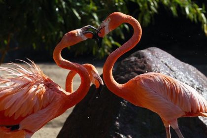 Lustige Fotos: Wenn im Zoo eine Affenhitze herrscht