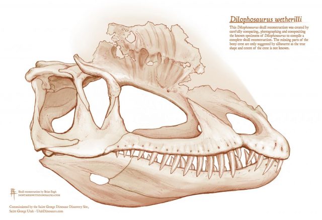Dino Dilophosaurus Zeichnung Schädel