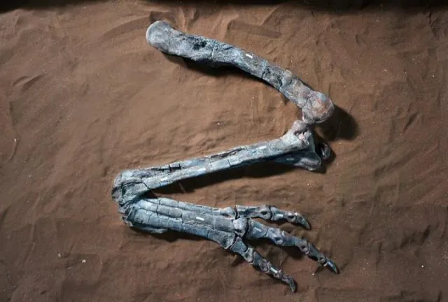Dino Dilophosaurus Fossil