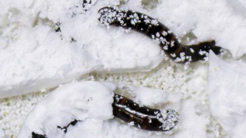 Neue Käfer fressen Styropor, könnten Recycling-Problem lösen