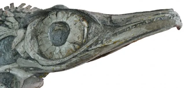 Fischsaurier &quot;Hauffiopteryx altera&quot;