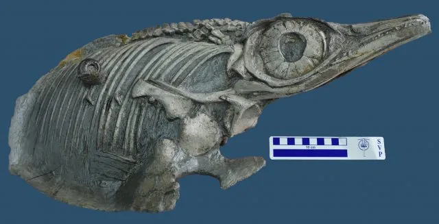 Fischsaurier &quot;Hauffiopteryx altera&quot;