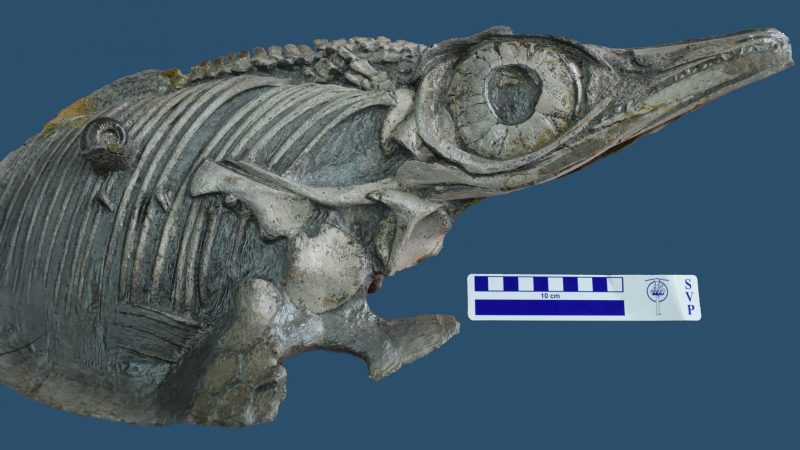 Neue Fischsaurier-Art aus dem südwestdeutschen Jurameer identifiziert
