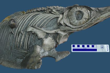 Neue Fischsaurier-Art aus dem südwestdeutschen Jurameer identifiziert