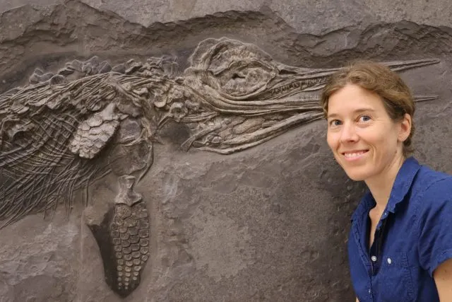 Fischsaurier &quot;Hauffiopteryx typicus&quot;