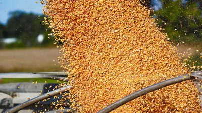 Nahrungsmittelknappheit: China kauft Rekordmengen an US-Mais und -Weizen